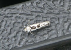 Ypsolopha sequella