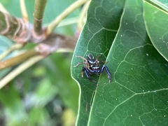 Thiania