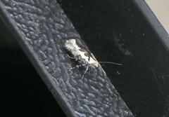 Ypsolopha sequella