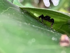 Thiania