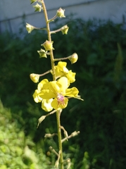 Verbascum blattaria