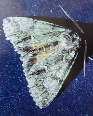 Polyphaenis sericata