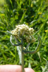 Pseudognaphalium undulatum