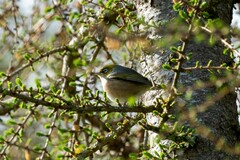 Zosterops lateralis lateralis