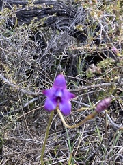 Elythranthera brunonis