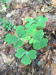 Aquilegia canadensis