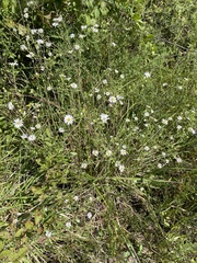 Boltonia asteroides
