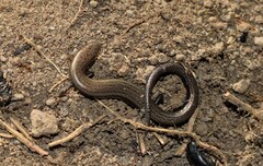 Ablepharus kitaibelii