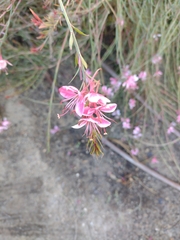 Oenothera lindheimeri