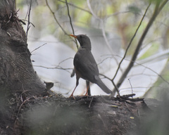 Turdus olivaceus pondoensis
