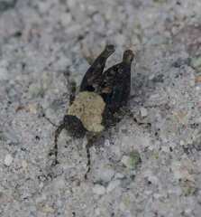 Paratettix mexicanus