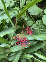 Clerodendrum japonicum