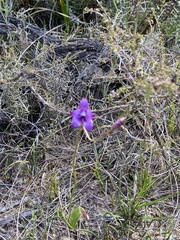 Elythranthera brunonis
