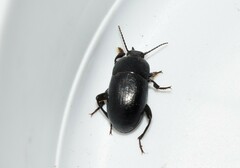 Pedinus quadratus