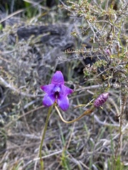 Elythranthera brunonis