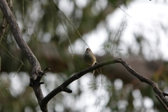 Acanthiza pusilla