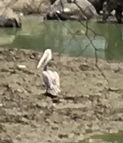 Pelecanus philippensis