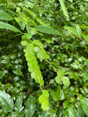 Phyllodium pulchellum