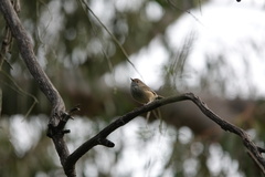 Acanthiza pusilla