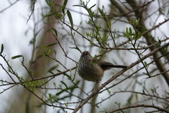 Acanthiza pusilla
