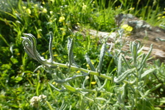 Pseudognaphalium undulatum