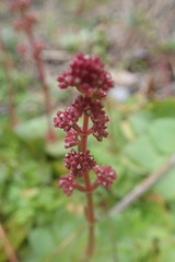Crassula orbicularis