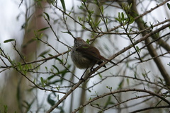 Acanthiza pusilla