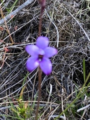 Elythranthera brunonis