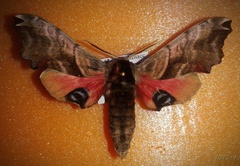 Smerinthus caecus