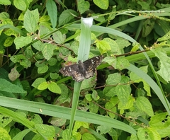 Caprona ransonnettii