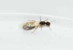 Trichomyrmex