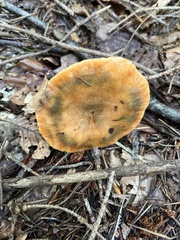 Lactarius deterrimus