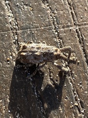 Orthorhinus