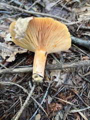 Lactarius deterrimus
