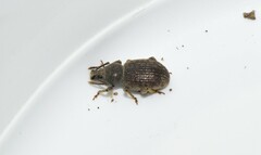 Otiorhynchus balcanicus