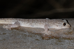Gehyra versicolor