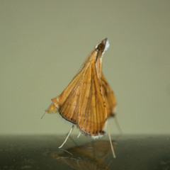 Mabra nigriscripta
