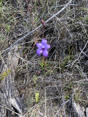 Elythranthera brunonis