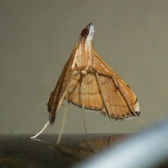 Mabra nigriscripta