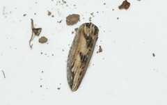 Coniocleonus pseudobliquus