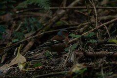 Fringilla coelebs gengleri