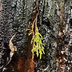 Dacrydium cupressinum