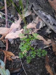 Daucus glochidiatus