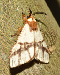 Anaphe panda