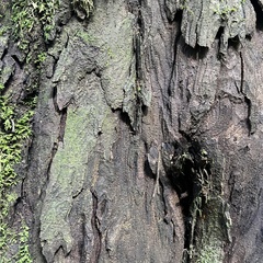 Dacrydium cupressinum