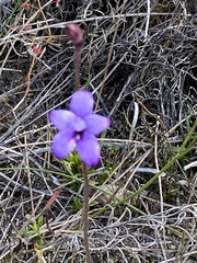 Elythranthera brunonis