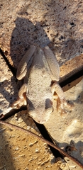 Litoria peronii