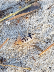 Eurynebria complanata