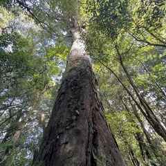Dacrydium cupressinum