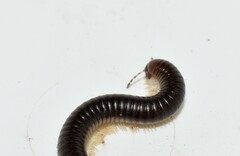 Pachyiulus flavipes